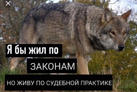 у Я бы жил по ЗАКОНАМ НО ЖИВУ ПО СУДЕБНОИ ПРАКТИКЕ