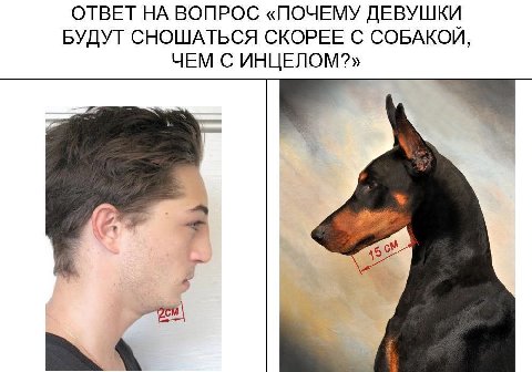 ОТВЕТ НА ВОПРОС «ПОЧЕМУ ДЕВУШКИ БУДУТ СНОШАТЬСЯ СКОРЕЕ С СОБАКОЙ, ЧЕМ С ИНЦЕЛОМ?»