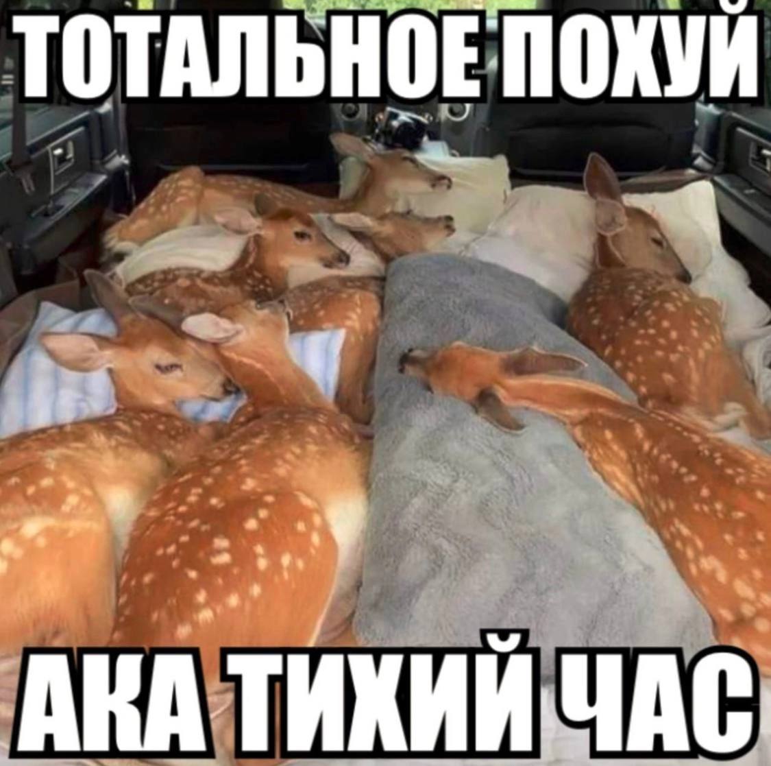 ТОТАЛЬНОЕ ПОХУЙ bit a у В 1 АКА ТИХИЙ ЧАС.