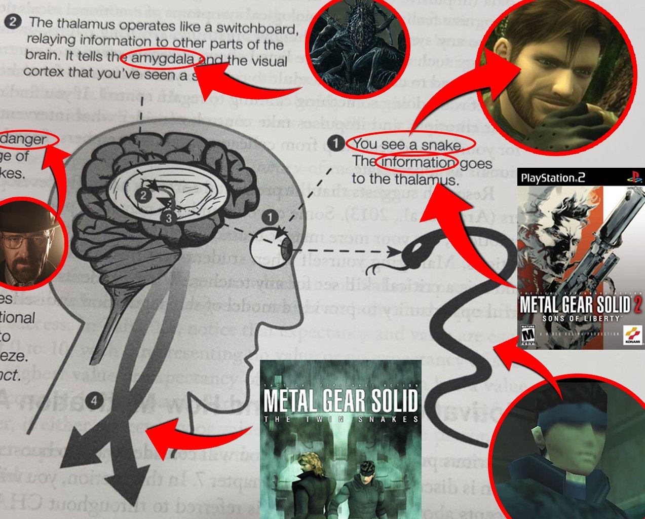 The thalamus operates like а switchboard, relaying information to other parts of the brain. It tells the the visual cortex that you’ve danger. of зее а The Dgoes KeS to the thala 0377 25 МЕТА SOLID) O