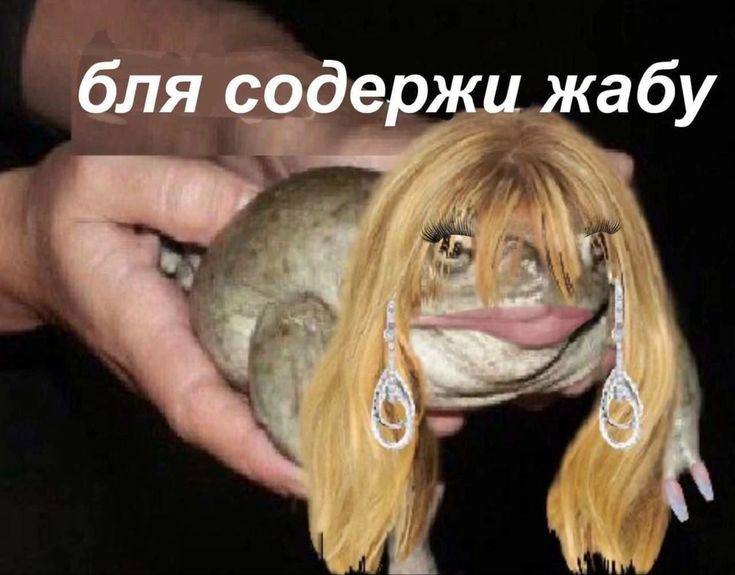 бля содержи жабу
