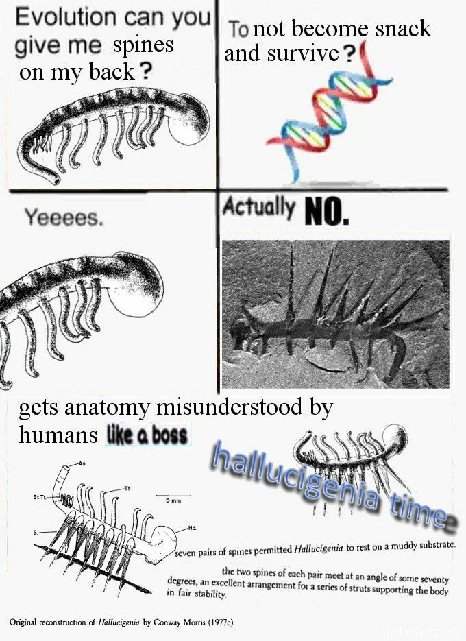 Evolution can you} то not become snack give spines and survive on my back 3 Yeeees Actually NO gets anatomy misunderstood humans like a boss. Cis 7% seven pairs of spines permitted Hallucigenia to res