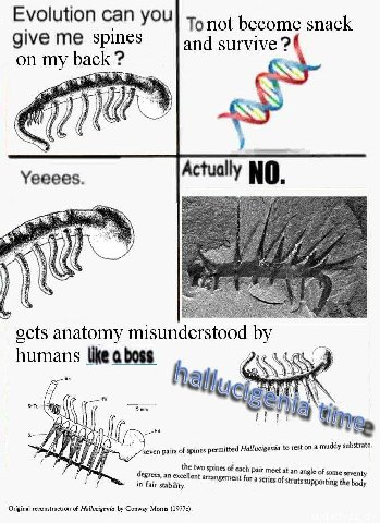 Evolution can you} то not become snack give spines and survive on my back 3 Yeeees Actually NO gets anatomy misunderstood humans like a boss. Cis 7% seven pairs of spines permitted Hallucigenia to res