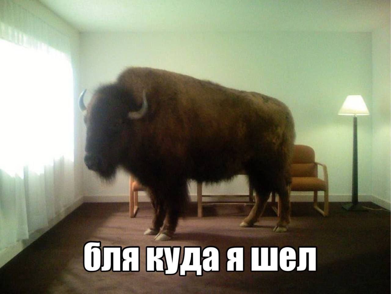 бля куда я шел
