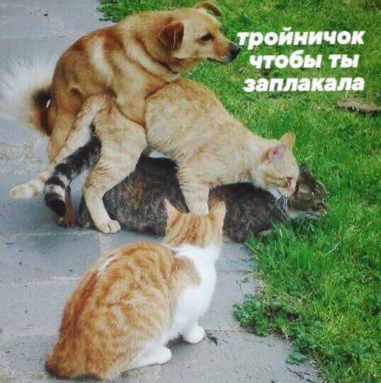 тройничок чтобы ты заплакала