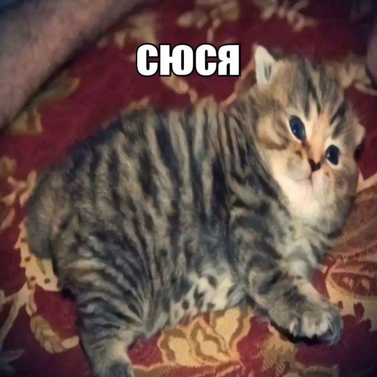 COCA A\