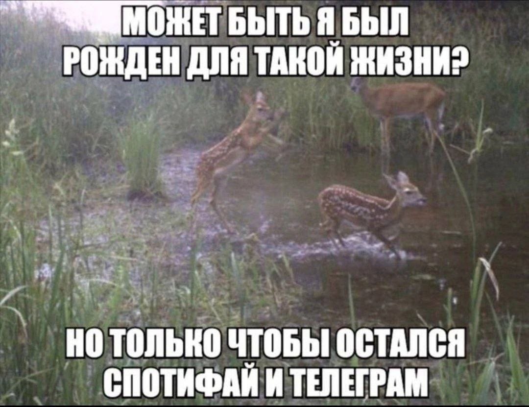 БЫТЬ Я БЫЛ РОЖДЕН ДЛЯ ТАКОЙ ЖИЗНИ? НО ТОЛЬКО ЧТОБЫ ОСТАЛСЯ СПОТИФАЙ И ТЕЛЕГРАМ
