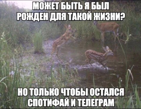 БЫТЬ Я БЫЛ РОЖДЕН ДЛЯ ТАКОЙ ЖИЗНИ? НО ТОЛЬКО ЧТОБЫ ОСТАЛСЯ СПОТИФАЙ И ТЕЛЕГРАМ