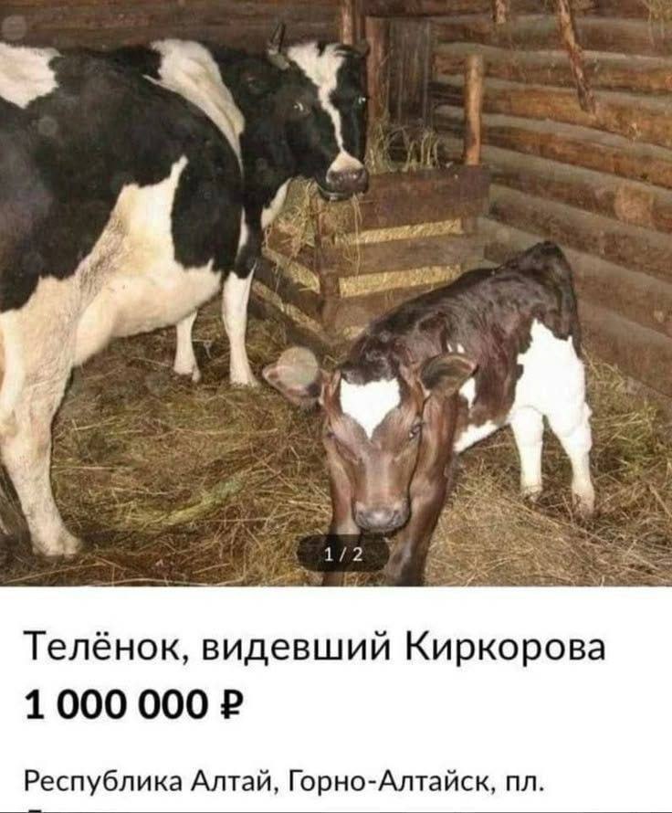 Телёнок, видевший Киркорова 1000 000 Республика Алтай, Горно-Алтайск,