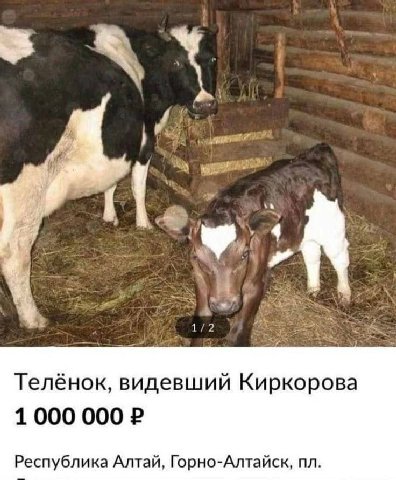 Телёнок, видевший Киркорова 1000 000 Республика Алтай, Горно-Алтайск,