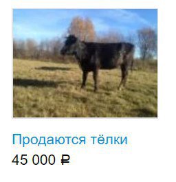 Продаются тёлки 45 000