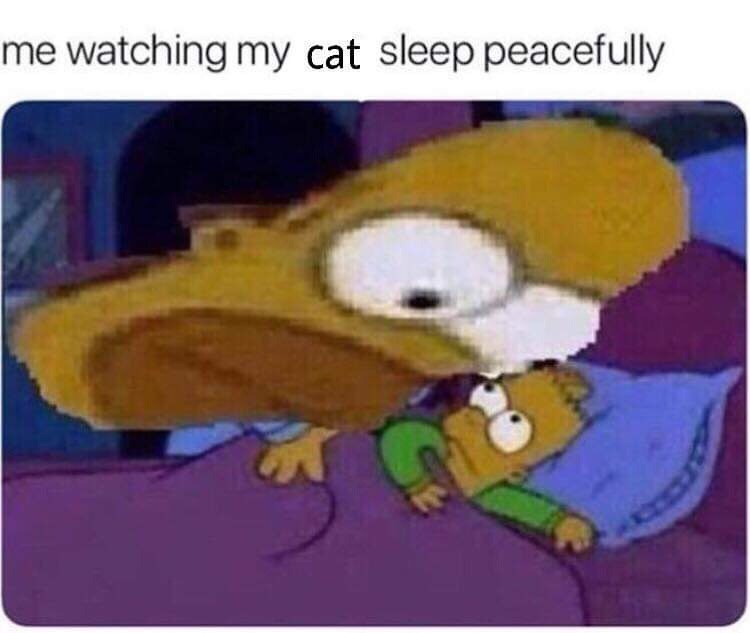 me watching my cat sleep peacefully