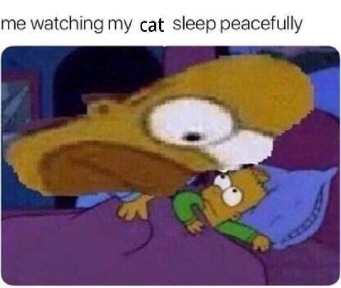 me watching my cat sleep peacefully