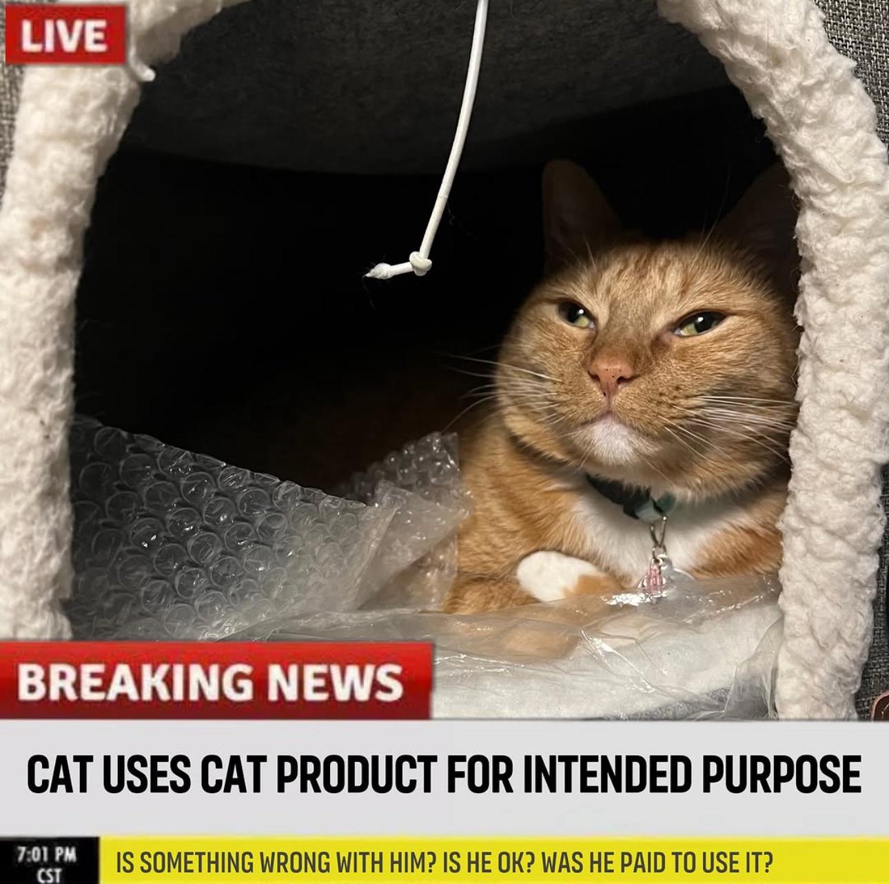 BREAKING NEWS CAT USES CAT PRODUCT FOR INTENDED PURPOSE 7:01 IS SOMETHING WRONG WITH HIM? IS HE WAS HE PAID TO USE IT?
