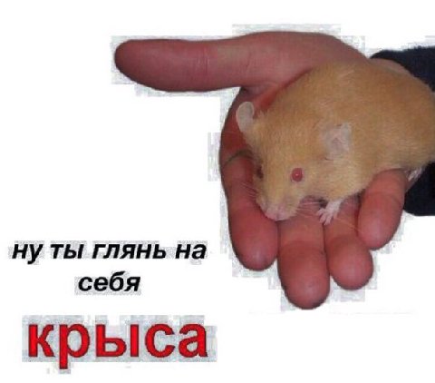 ну ты глянь на себя крыса