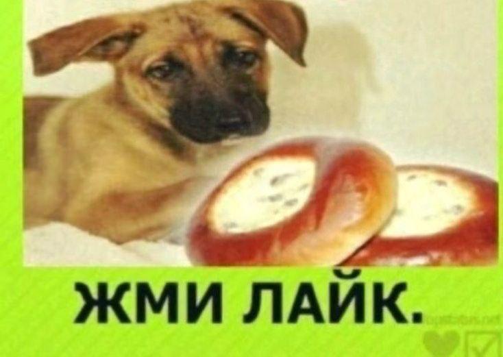 aS ЖМИ ЛАИК.