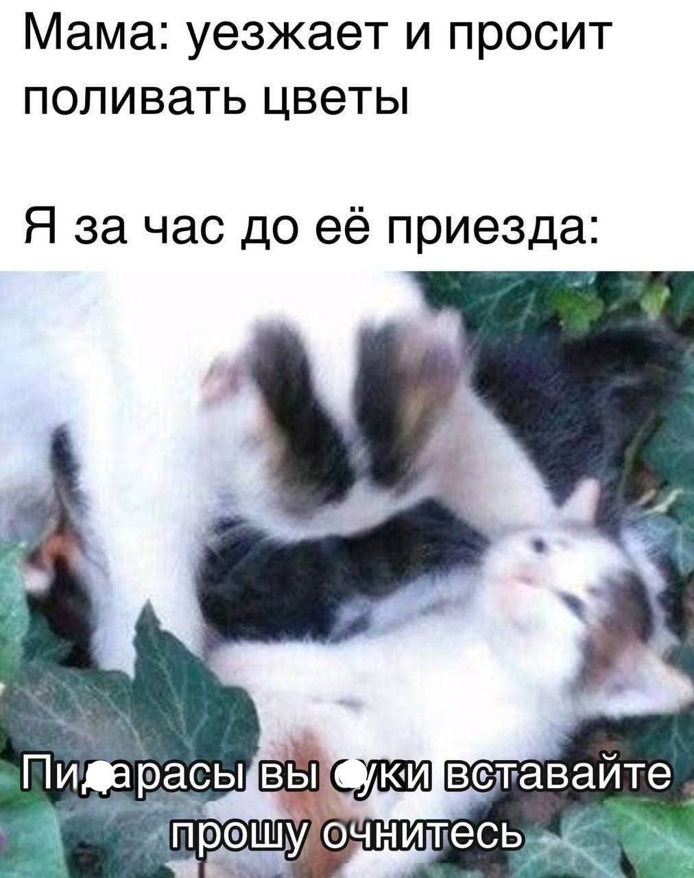 Мама: уезжает и просит поливать цветы Я за час до её приезда: MOOI шесь