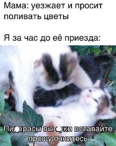Мама: уезжает и просит поливать цветы Я за час до её приезда: MOOI шесь