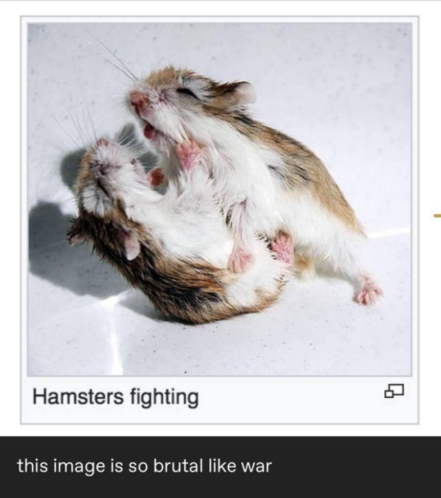 Hamsters fighting
