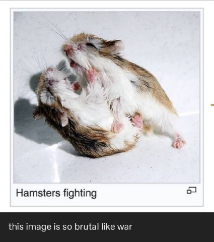 Hamsters fighting