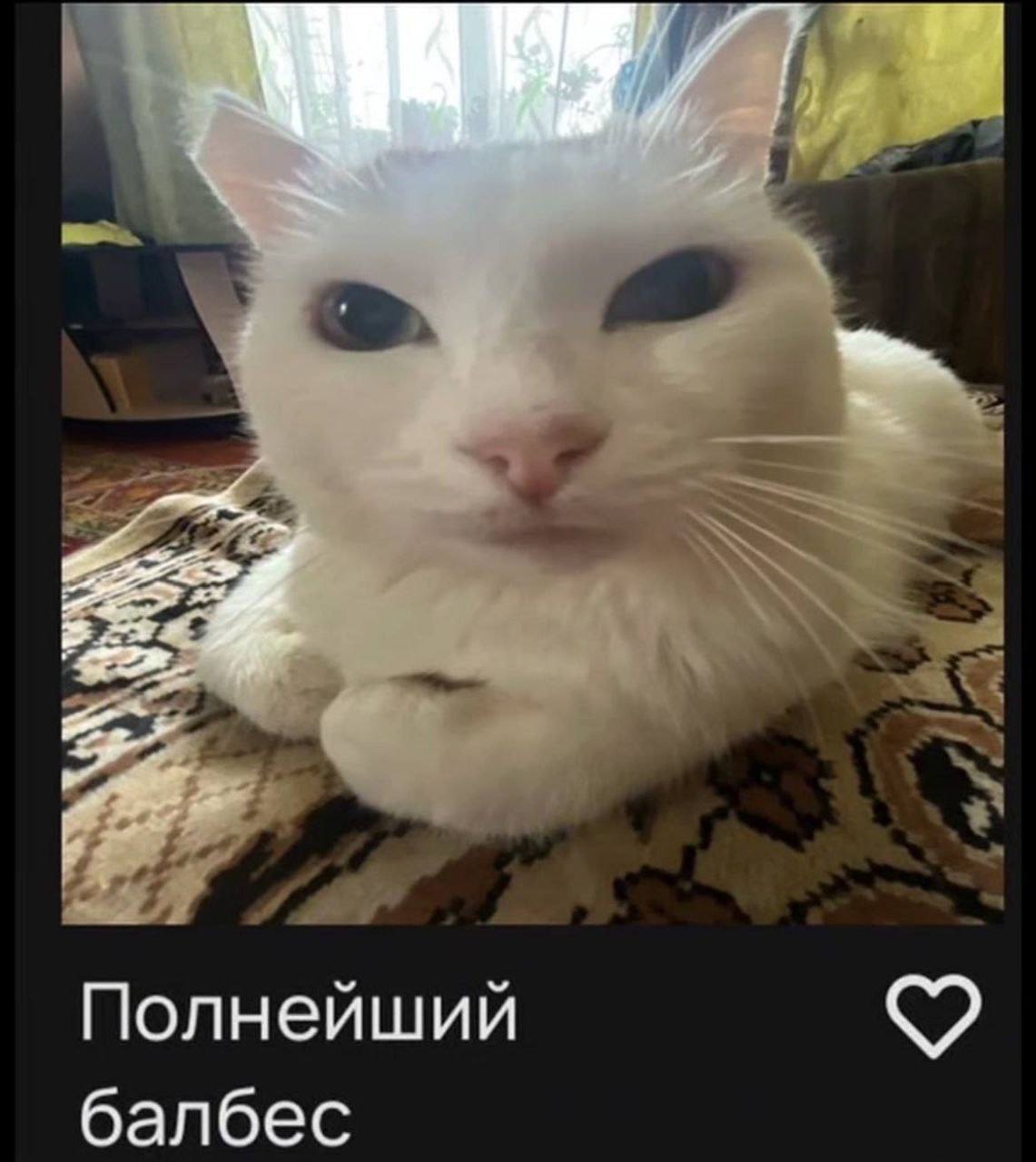 Полнейший балбес