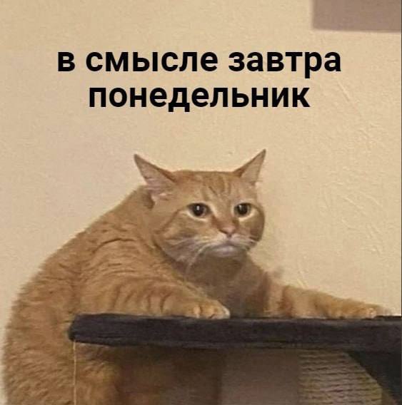 в смысле завтра понедельник