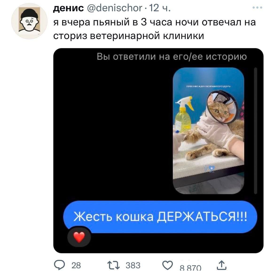 денис 12 я вчера пьяный в 3 часа ночи отвечал на сториз ветеринарной клиники Вы ответили на его/ее историю Жесть кошка 28 383