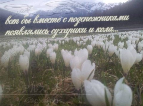 👤 Пельмешек