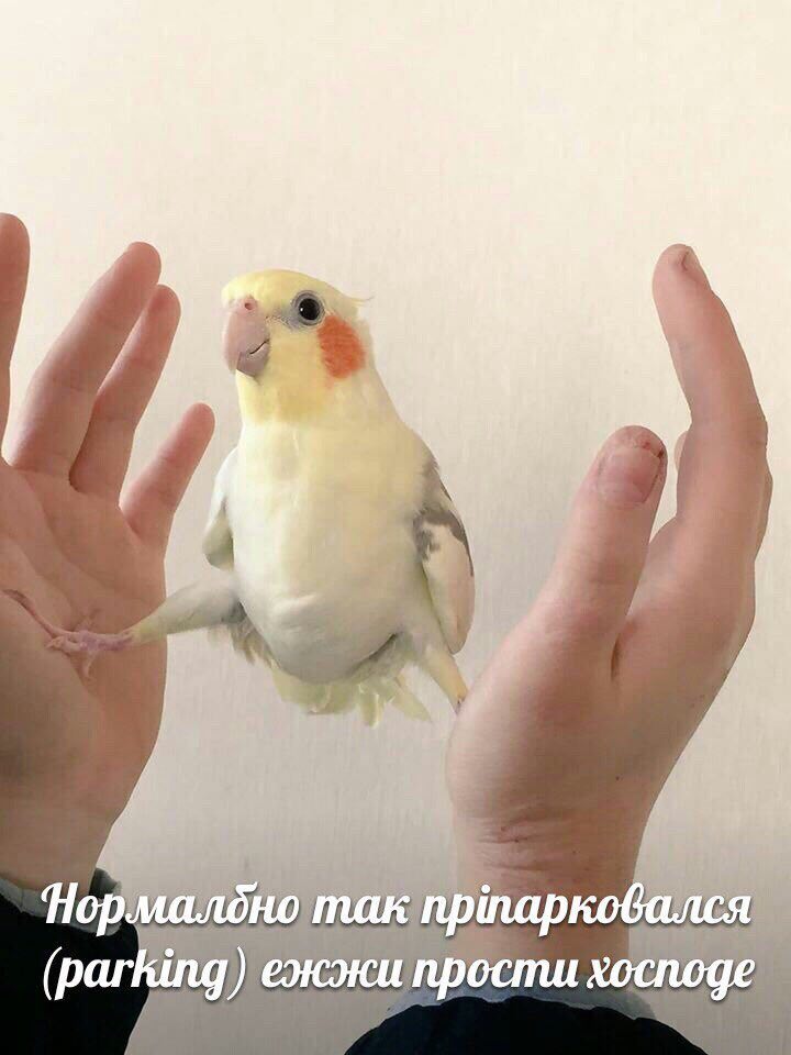 a (раг king ежжи прости хосподе