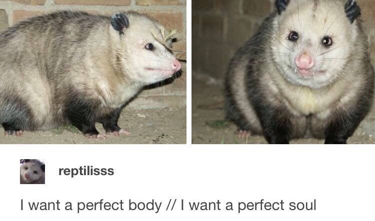 reptilisss want a perfect body want a perfect soul
