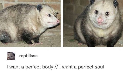 reptilisss want a perfect body want a perfect soul