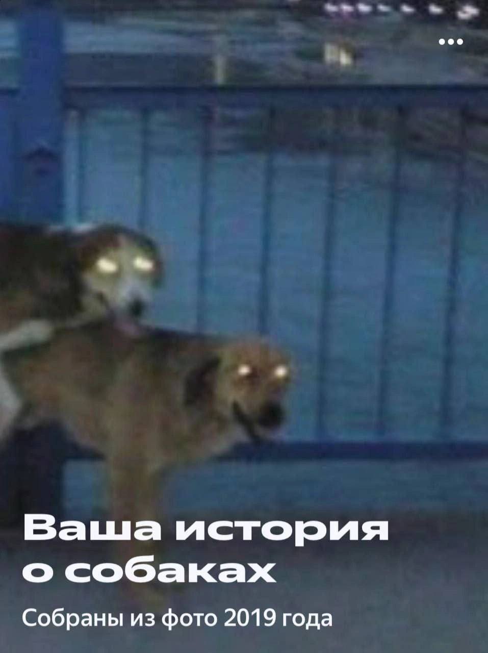 Ваша история о собаках Собраны из фото 2019 года