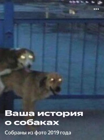 Ваша история о собаках Собраны из фото 2019 года