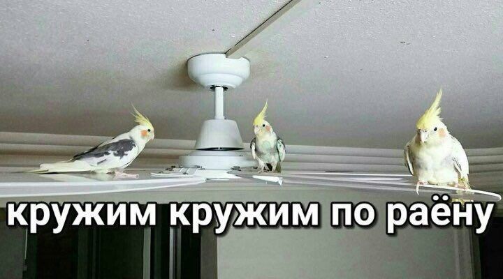 кружим кружим по раену