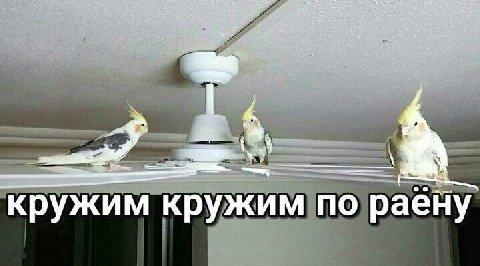 кружим кружим по раену