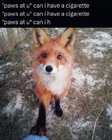 paws at cani have a cigarette paws at и* cani have а cigarette paws at canih
