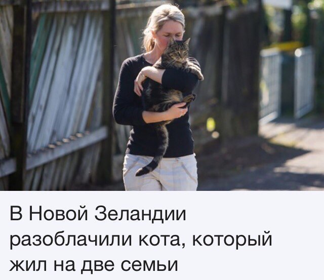 В Новой Зеландии разоблачили кота, который жил на две семьи