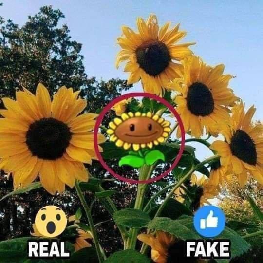 REAL FAKE