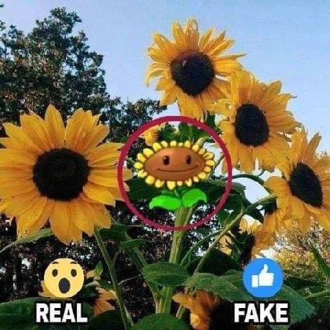 REAL FAKE