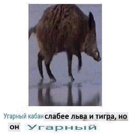 Угарный кабан слабее льва и тигра, но