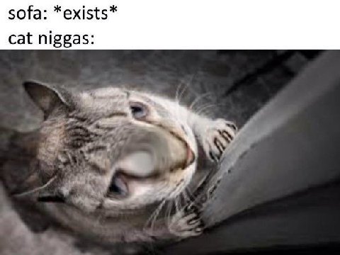 sofa: *exists* cat niggas: