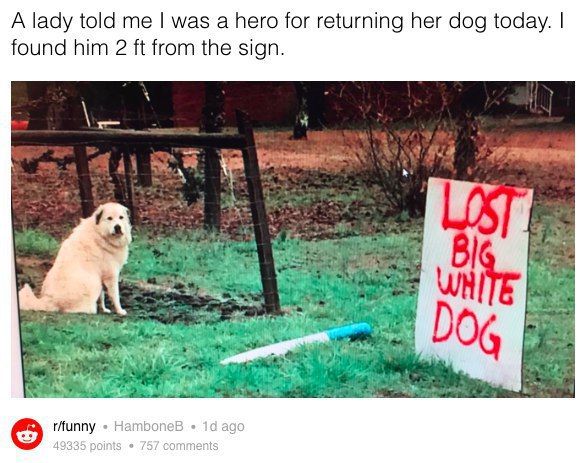 А lady told was а hero for returning her dog today. found him 2 from the sign. Han