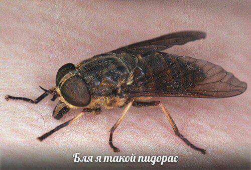a я такой пидорас