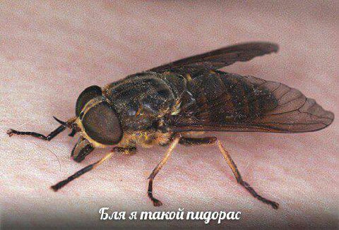 a я такой пидорас