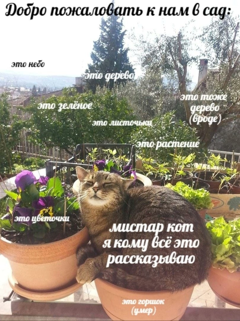 к нам 6 Dodpo 47 AN это небо это тоже это зелёное листочьки (вроде) a это я KOMY рассказываю горшок (умер)