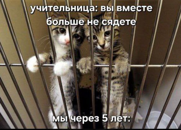 учительница: вы вместе больше не сядете Мы через 5 лет: