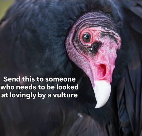 Send this to someone who needs to be looked at lovingly a vulture