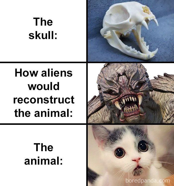 Тре skull: lig How aliens would reconstruct А the animal: The animal: Богеар