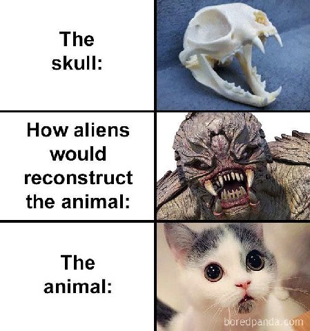 Тре skull: lig How aliens would reconstruct А the animal: The animal: Богеар