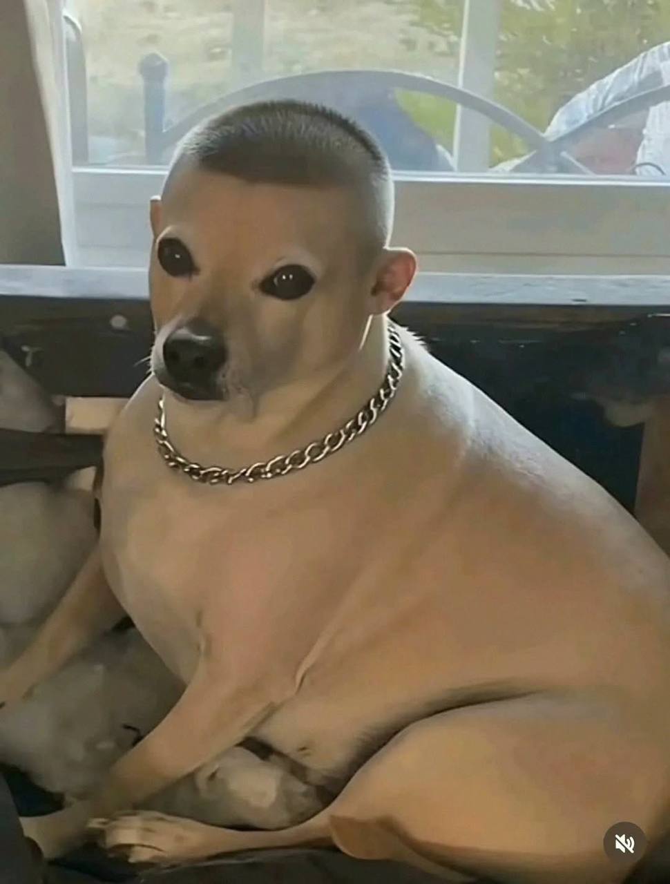 admin reveal